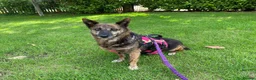 Mixed Breed dogs for adoption: Could Charlotte be your perfect little companion? - Advert 1