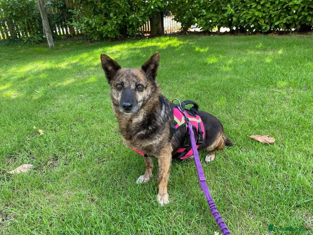 Mixed Breed dogs for adoption: Could Charlotte be your perfect little companion? - Advert 1