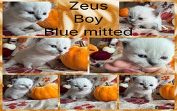 Ragdoll cats for sale: 🏆 gccf ragdoll grand champion kittens 🏆 - Image 31