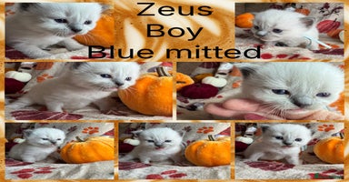 Ragdoll cats - Advert 4