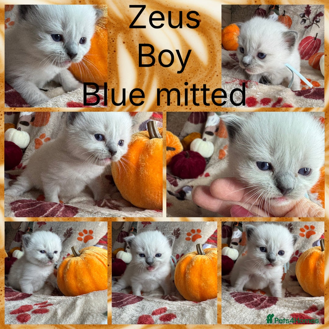 Ragdoll cats for sale: 🏆 gccf ragdoll grand champion kittens 🏆 - Image 31