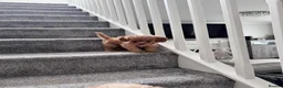 Toy Poodle dogs for sale: 5 Adorable Toy Poodle Puppies - Advert 11