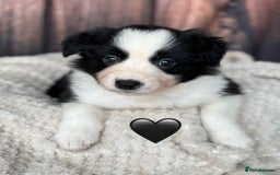 Border Collie dogs for sale: 7 Beautiful Border Collie Puppies  - Image 13