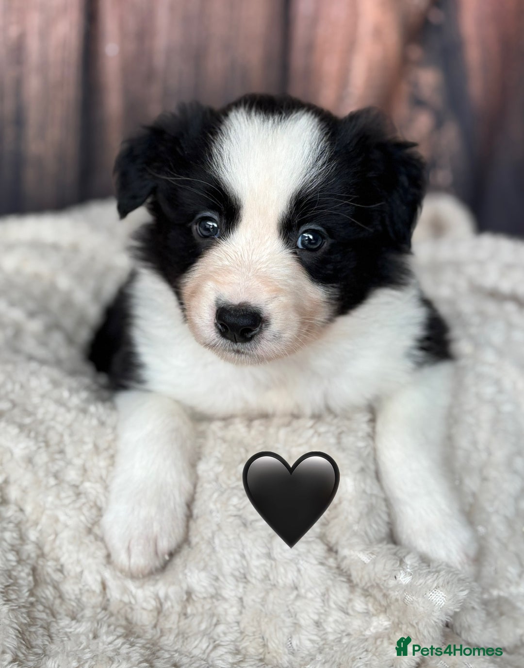 Border Collie dogs for sale: 7 Beautiful Border Collie Puppies  - Image 13