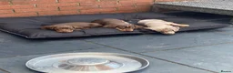 Miniature Dachshund dogs for sale: STUNNING Mini Dachs 🩶 🤎 - Advert 18
