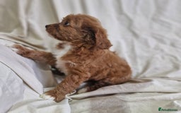 Cavapoo dogs for sale: Cavapoo puppies  - Image 8
