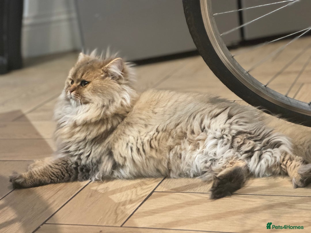 British Longhair cats for sale: British longhair  - Advert 1
