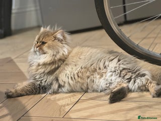 British Longhair cats British longhair - Advert 1