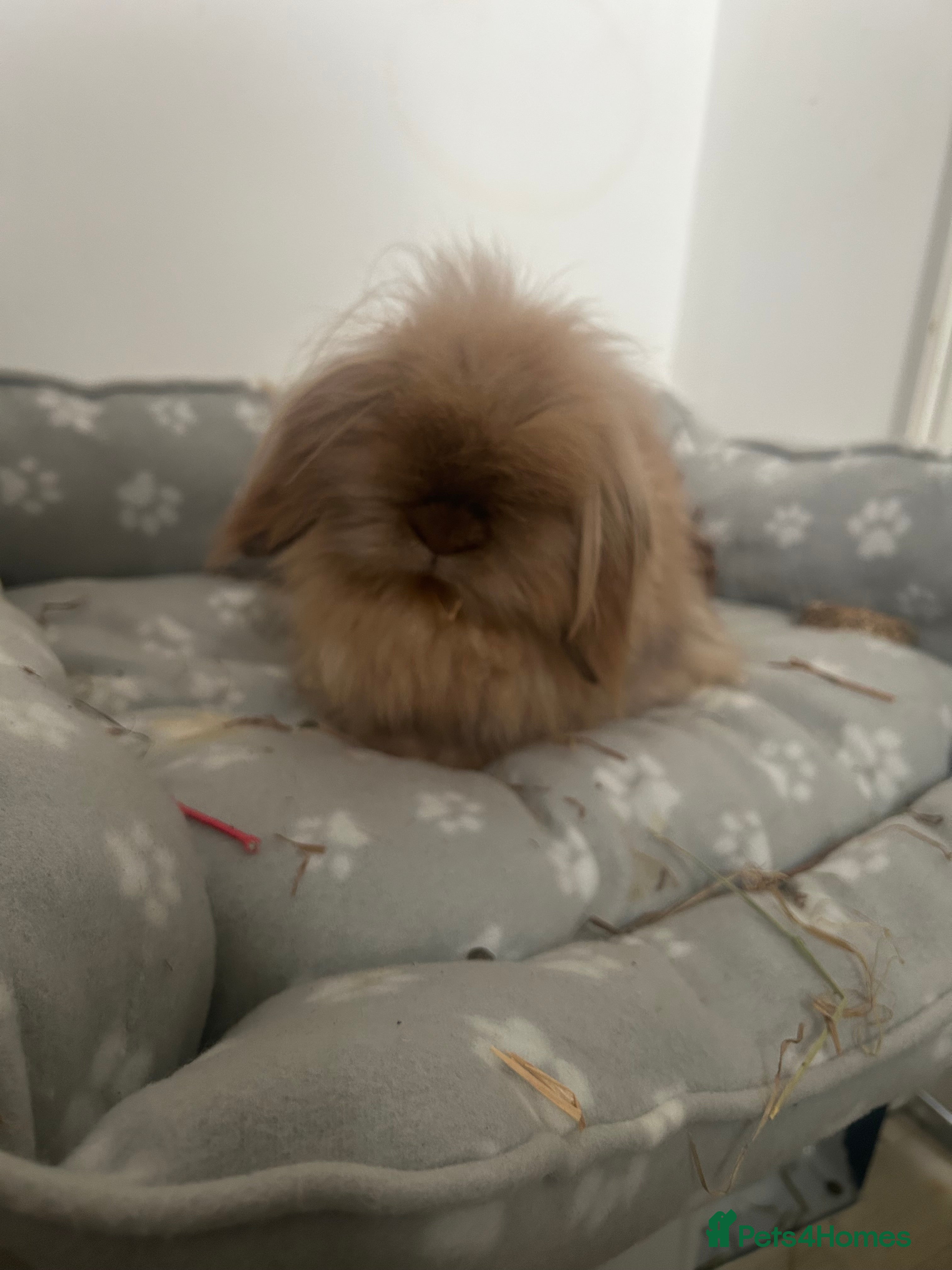 Lionhead rabbits Female neutered lionhead lop rabbit - Advert 2
