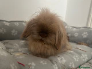 Lionhead rabbits Female neutered lionhead lop rabbit - Advert 2
