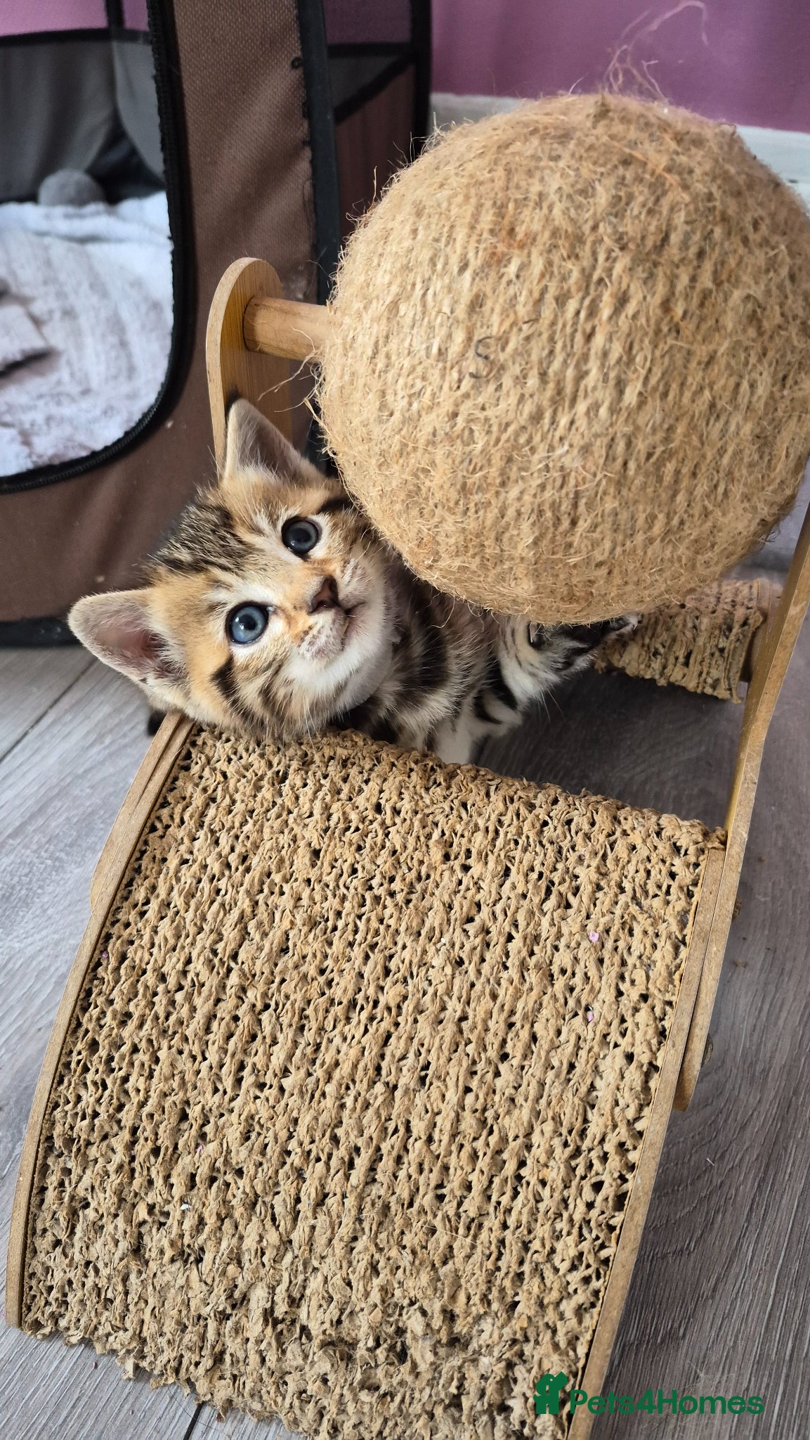 Bengal cats Beautiful Bengal kittens-Ready in April 🐾 - Advert 3