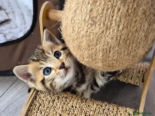 Bengal cats Beautiful Bengal kittens-Ready in April 🐾 - Advert 3