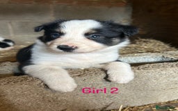 Border Collie dogs for sale: Beautiful border collie puppies for sale  - Image 12