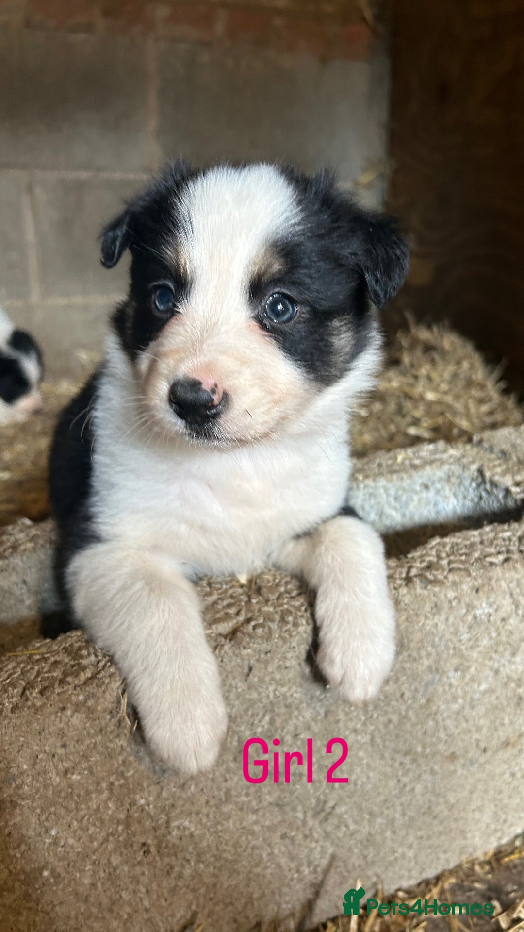 Border Collie dogs for sale: Beautiful border collie puppies for sale  - Image 12