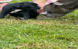 Staffordshire Bull Terrier dogs for sale: Beautiful little black boy  - Image 2