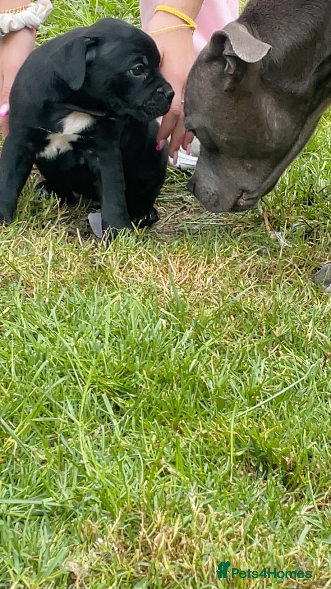 Staffordshire Bull Terrier dogs for sale: Beautiful little black boy  - Image 2