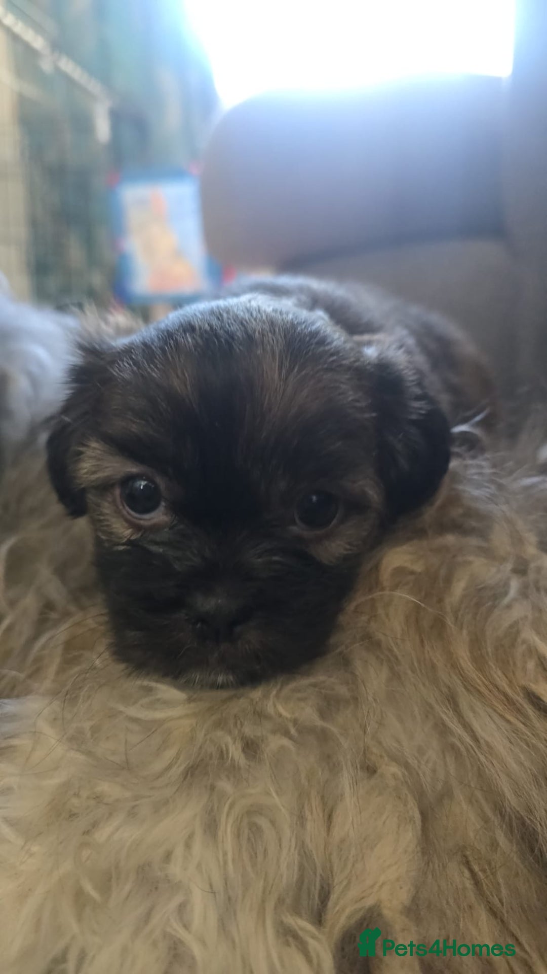 Zuchon dogs for sale: Bichon/Shih tzu puppies  - Image 4