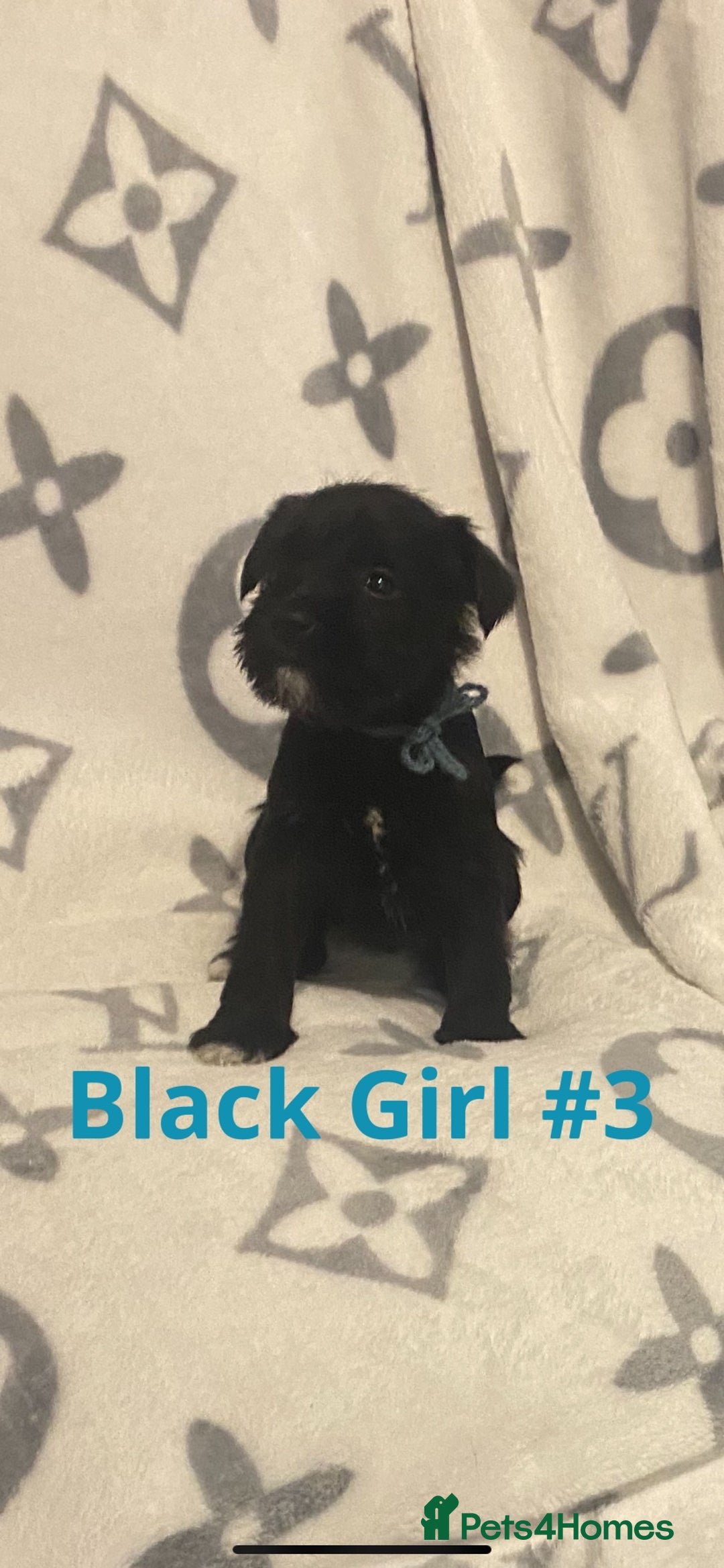 Miniature Schnauzer dogs for sale: ✨ Eight Stunning Puppies Now Available! ✨ - Advert 9