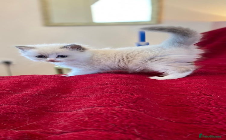 Ragdoll cats - Advert 15