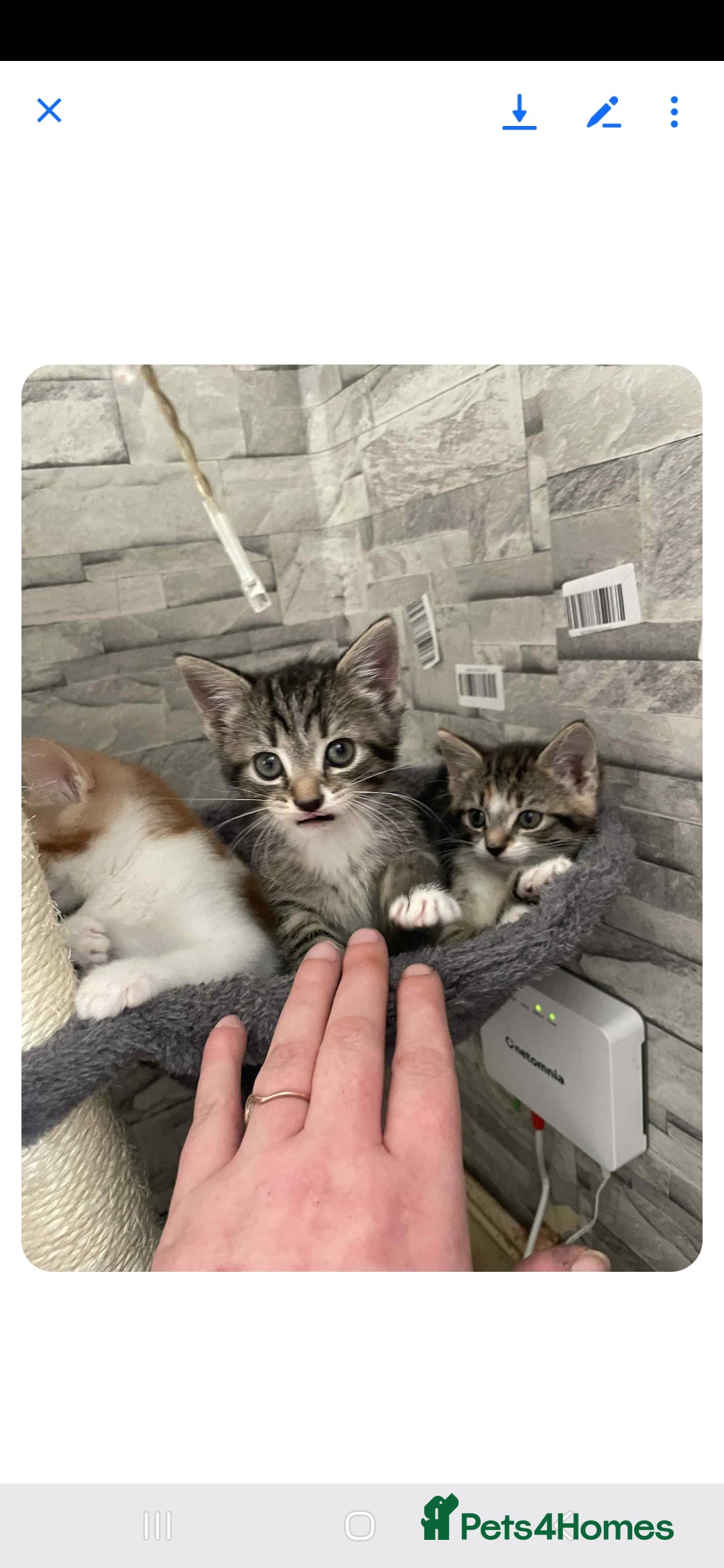 Mixed Breed cats for sale: Gorgeous kittens  - Image 4