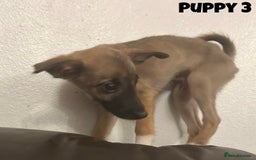 Mixed Breed dogs for sale: Puppies For Sale!  - Image 6