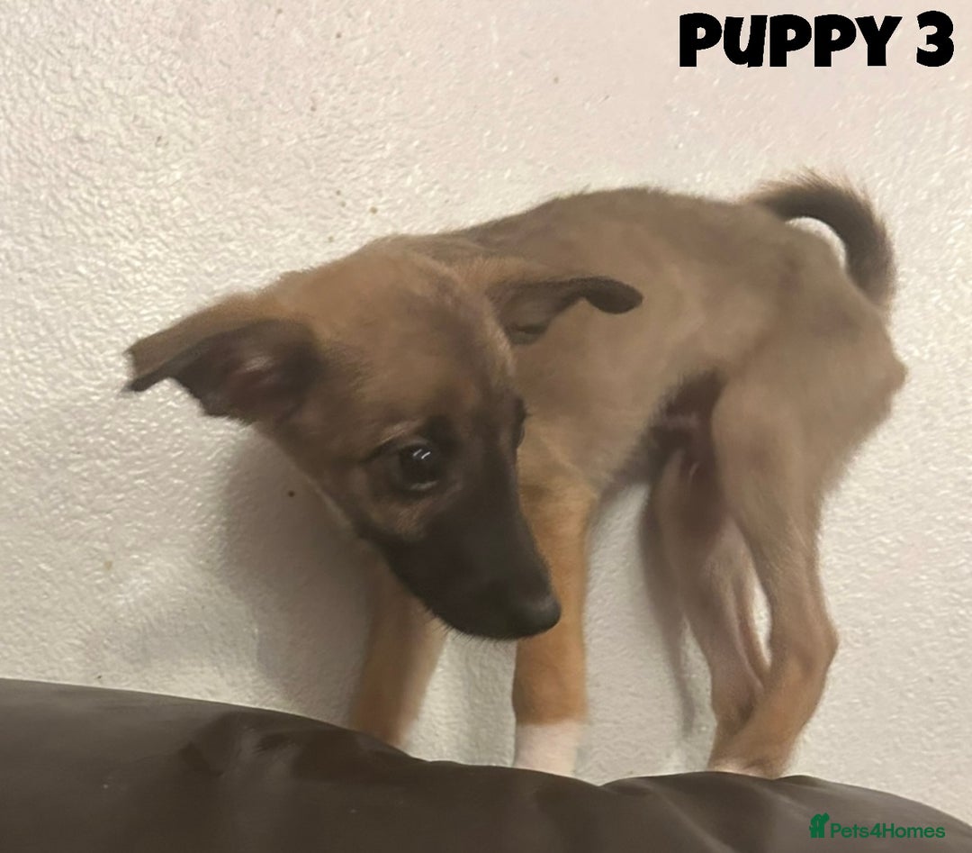 Mixed Breed dogs for sale: Puppies For Sale!  - Image 6