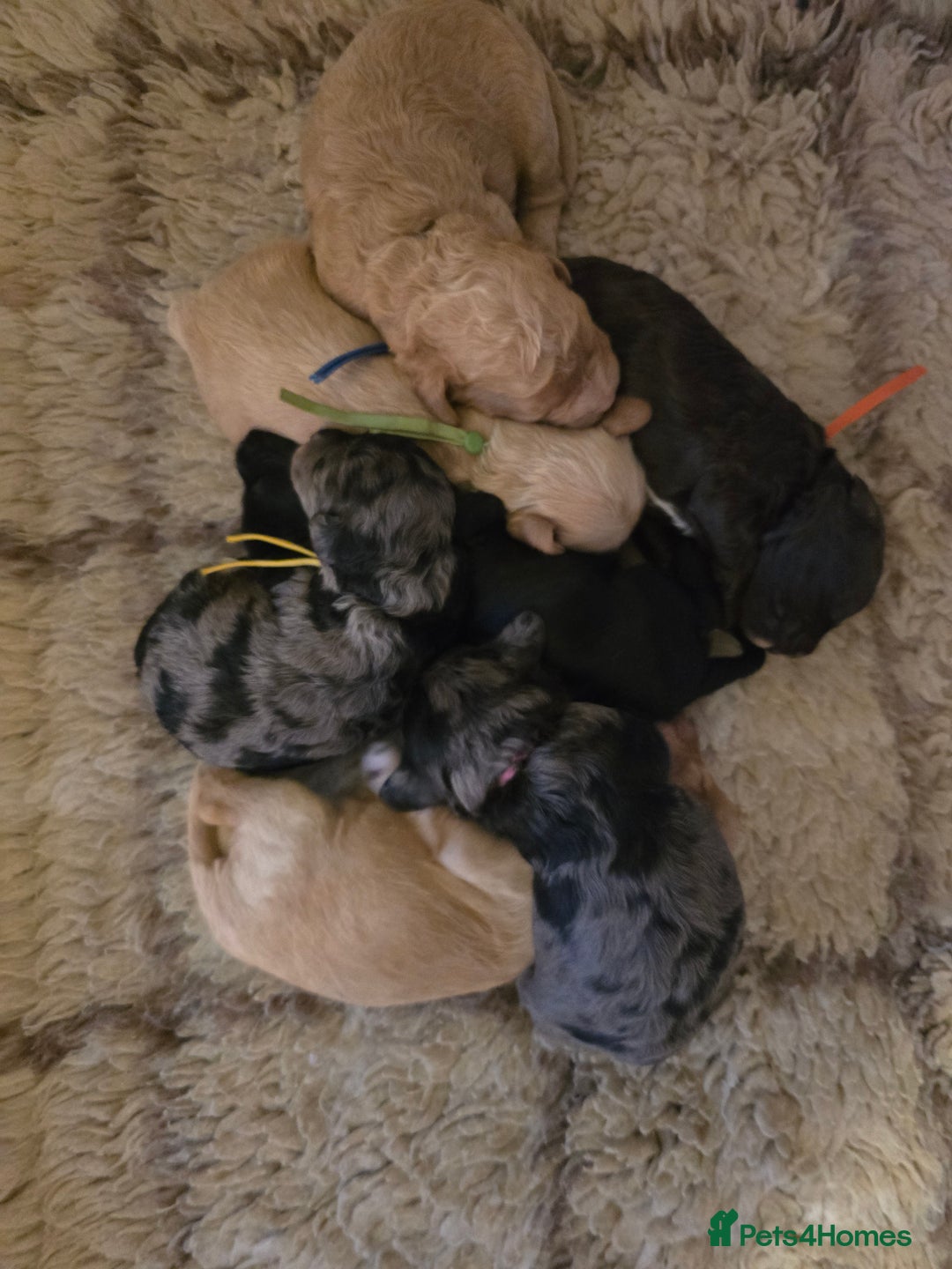 Cavapoo dogs for sale: Beautiful fully health tested cavapoo puppies  - Advert 15