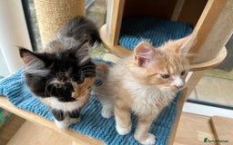 Maine Coon cats for sale: Pedigree Maine Coon kittens  - Image 17