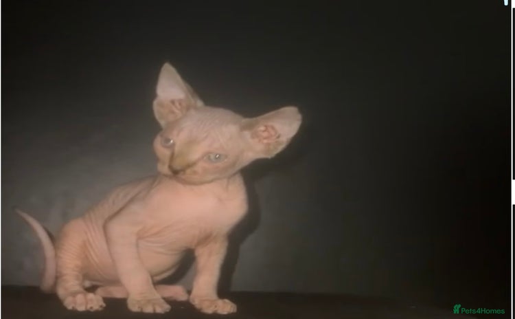 Sphynx cats - Advert 2
