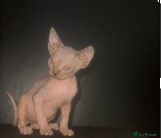 Sphynx cats - Advert 2
