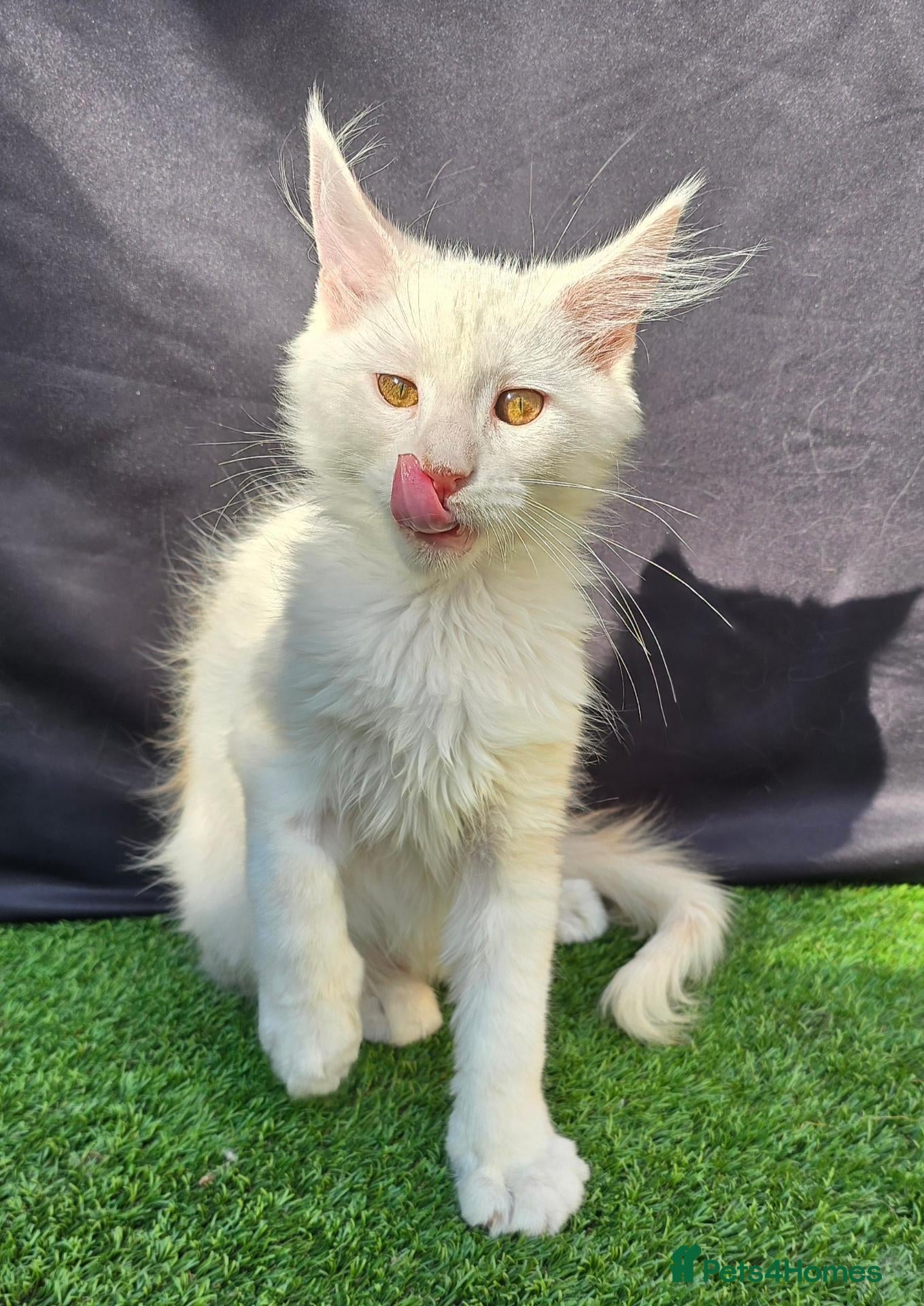 Maine Coon cats Last Girl -Tica Maine Coon Kitten - Advert 17