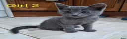 Russian Blue cats for sale: Gorgeous Russian Blue kittens - Advert 4