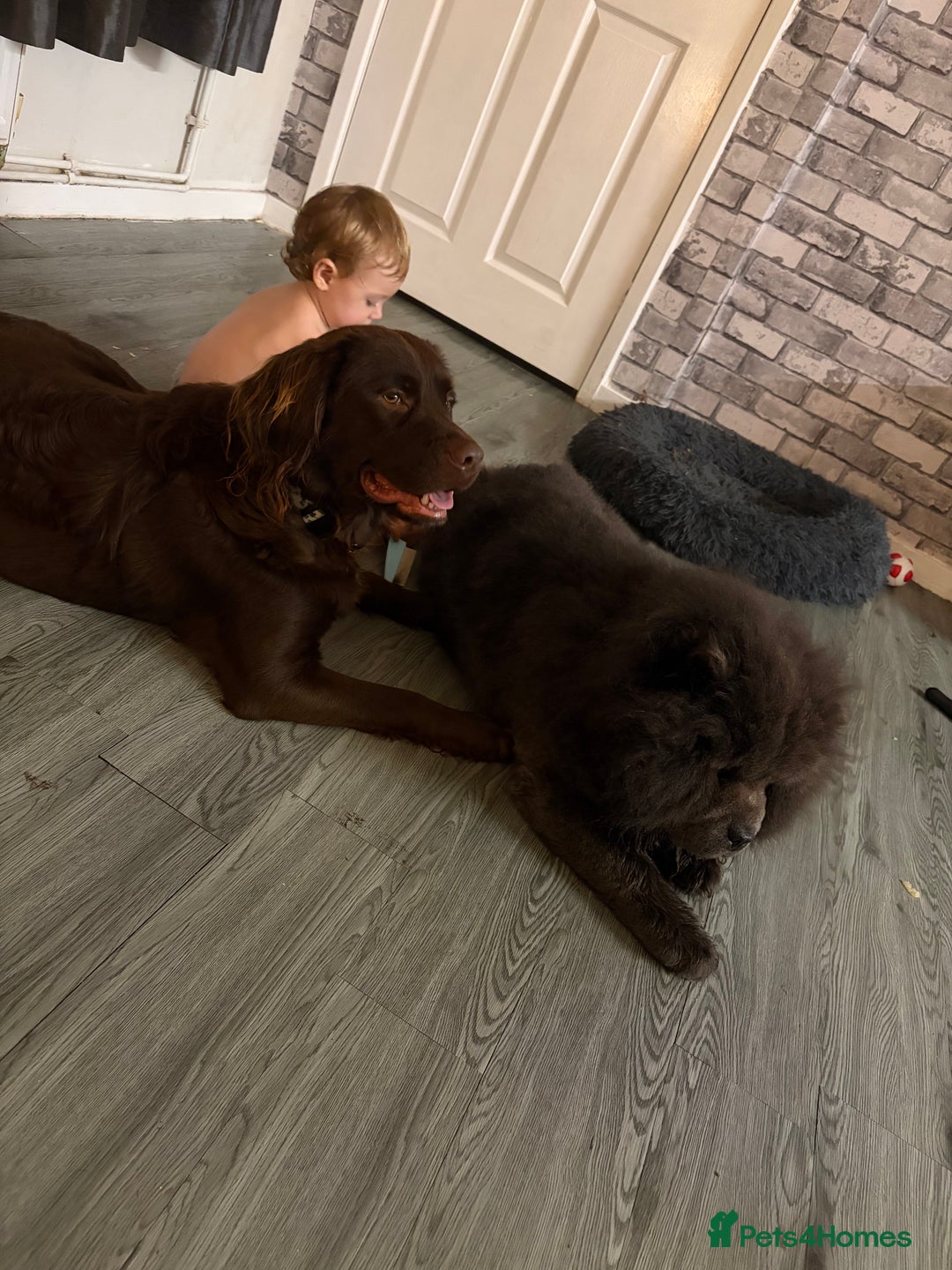 Cockerdor dogs for sale: Labrador x cocker spaniel x poodle male dog - Advert 5