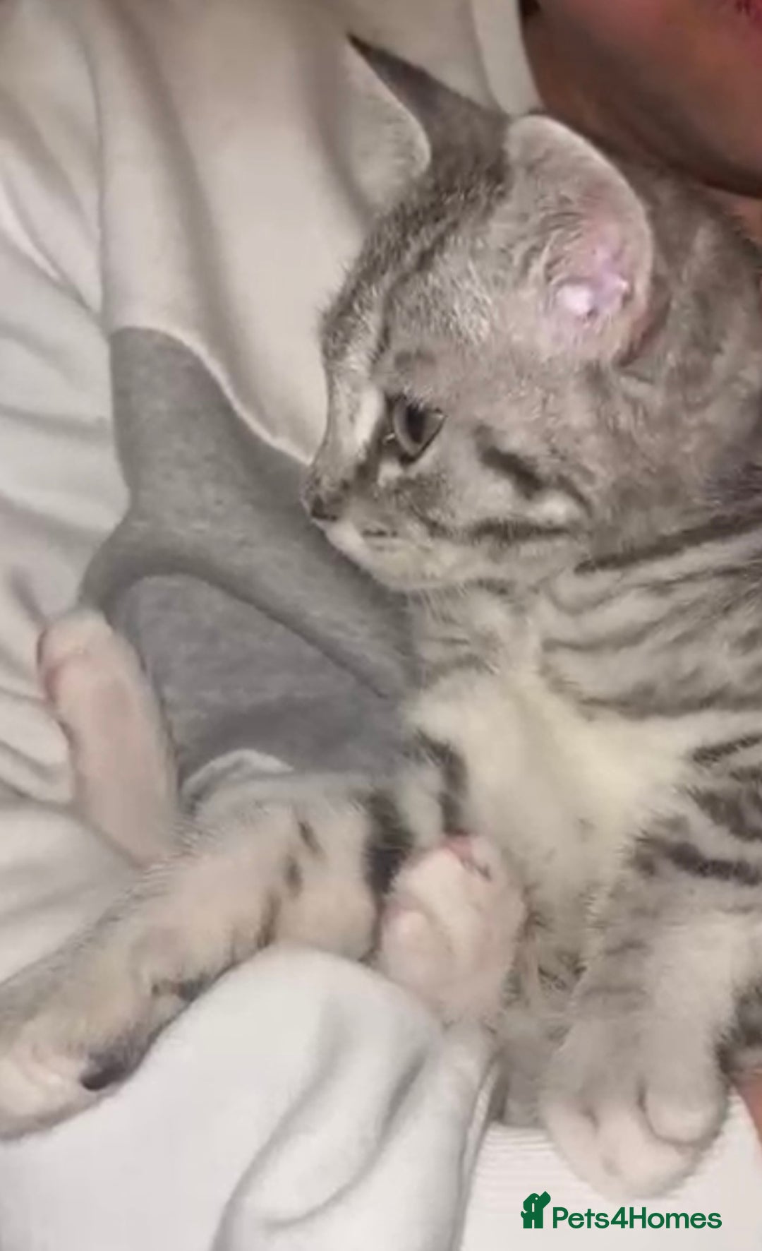 Mixed Breed cats for adoption: Rescue kitten needs home of his own - Advert 2