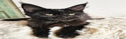 Maine Coon cats for sale: Beautiful Maine Coon kittens  - Advert 3