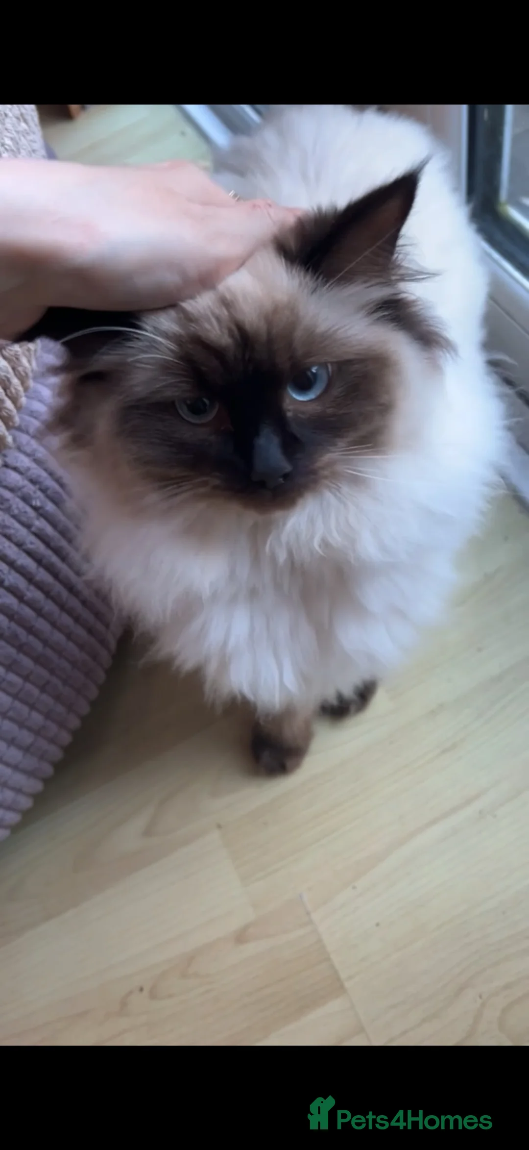 Ragdoll cats for sale: Lady  - Advert 4