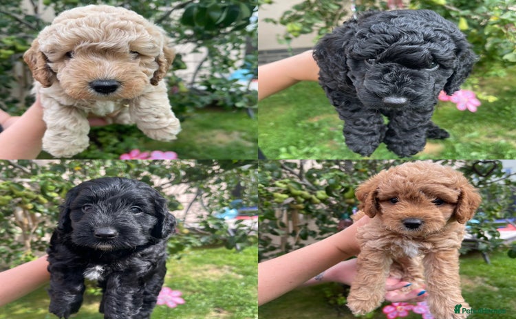 Cockapoo dogs - Advert 2