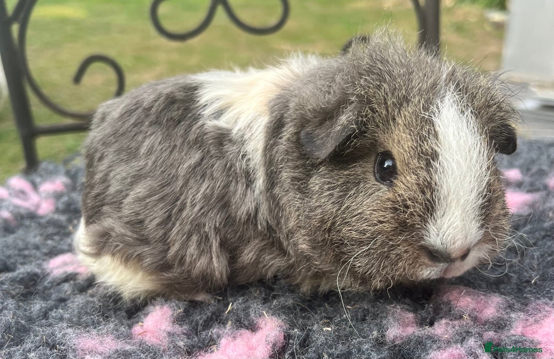 Guinea Pig rodents for sale: Sheltie, coronet,Texel, Merino guinea pigs.  - Image 5