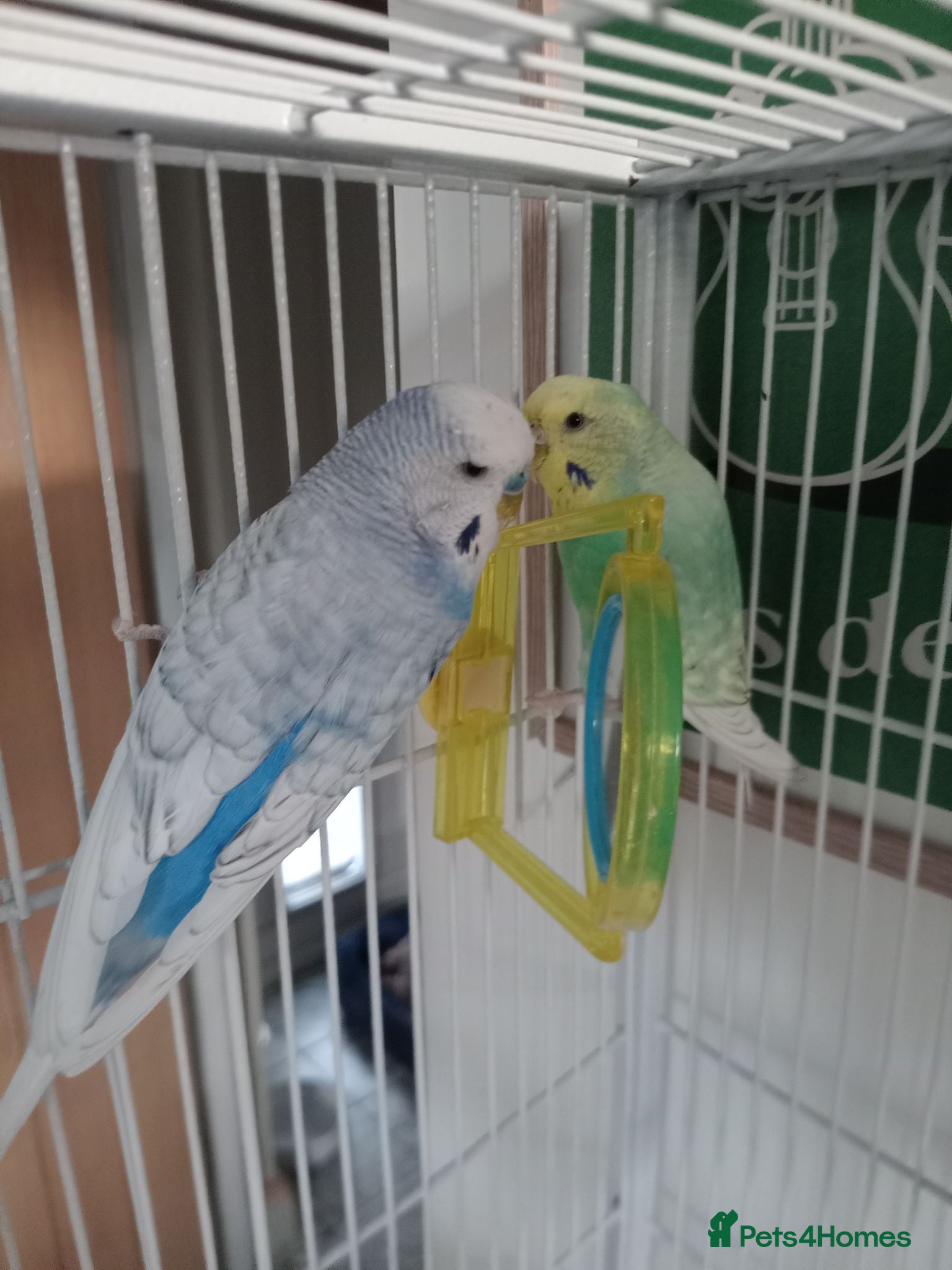 Budgerigars birds Two male budgies - with cage  - Advert 2