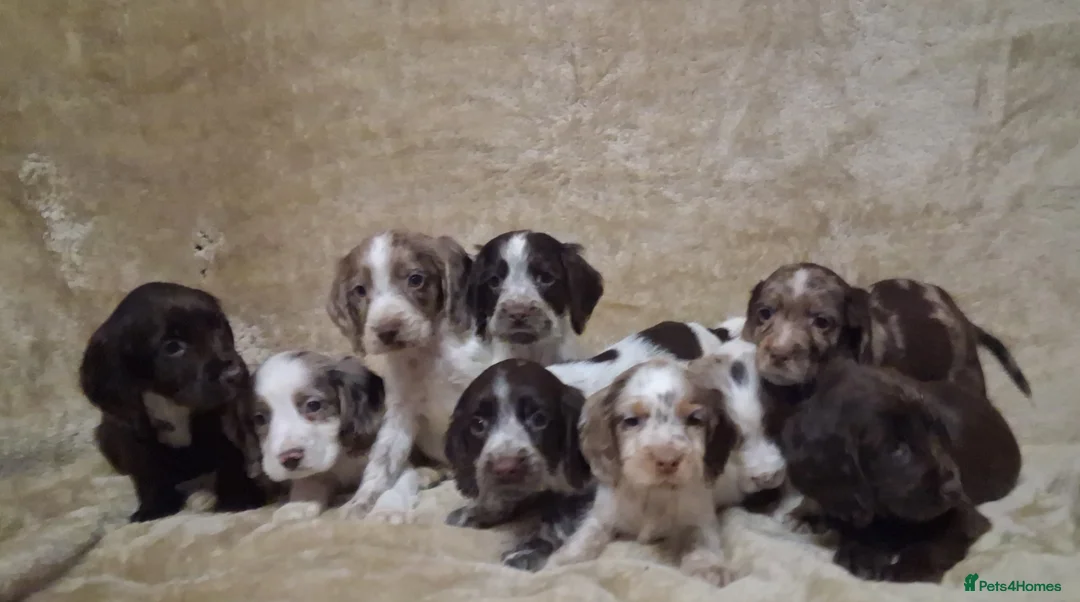 Cocker Spaniel dogs for sale: Cocker spaniel puppies - Advert 3