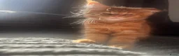 Maine Coon cats for sale: READY NOW!, mainecoon kittens - Advert 1