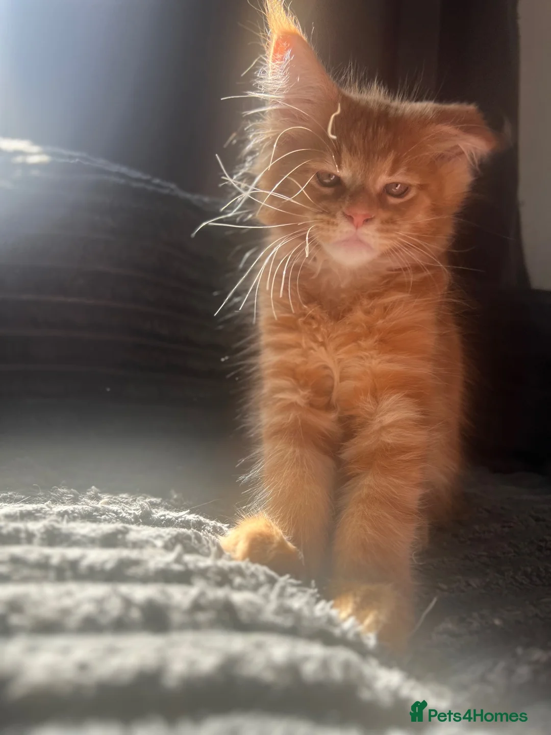 Maine Coon cats for sale: READY NOW!, mainecoon kittens - Advert 1
