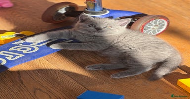 British Shorthair cats - Advert 1