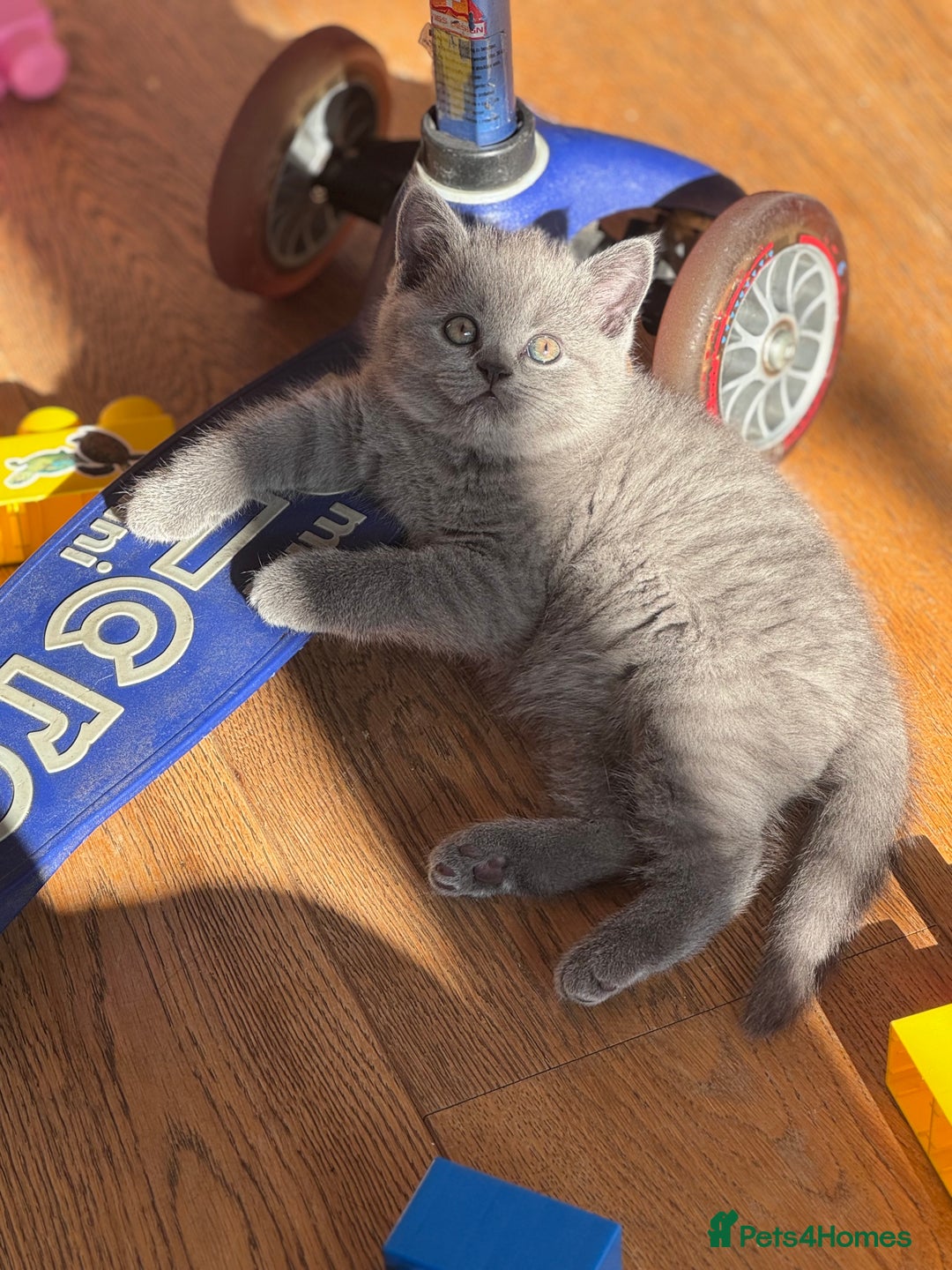 British Shorthair cats for sale: 🌟 Adorable British Shorthair Kittens – Ready! 🌟 - Image 2