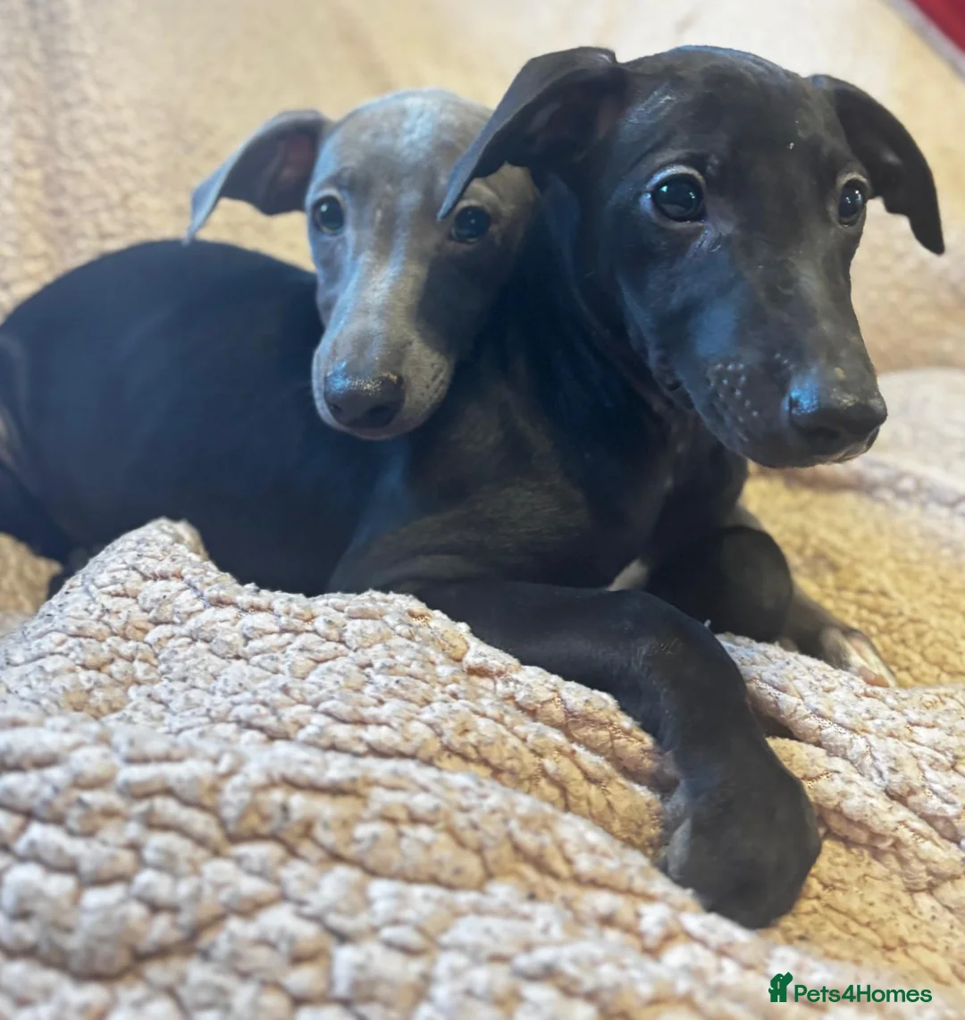 Mixed Breed dogs for sale: Wonderful whippet litter for sale in Ashby-de-la-Zouch - Advert 1