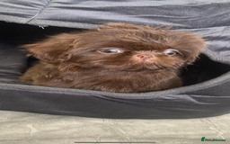 Shih Tzu dogs for sale: Shih tzu furbabies  - Image 1