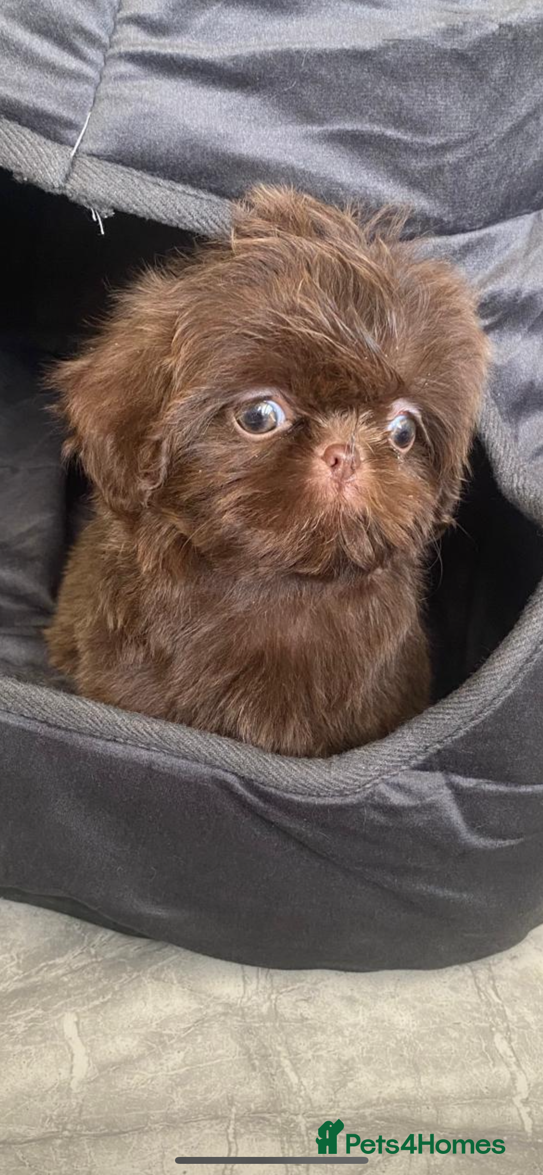 Shih Tzu dogs for sale: Shih tzu furbabies  - Image 1