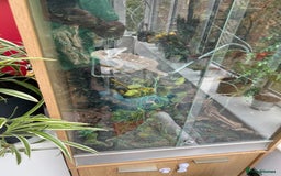 Chameleon reptiles for sale: Chameleon with setup for sale - Image 2