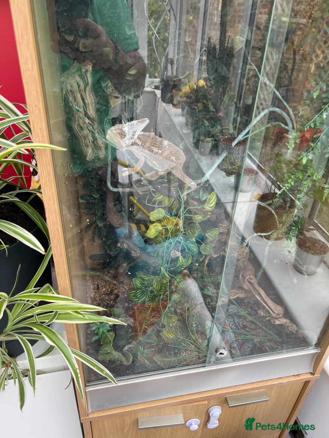 Chameleon reptiles for sale: Chameleon with setup for sale - Image 2
