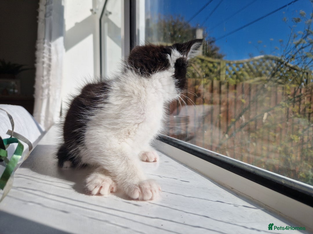 Domestic Shorthair cats for sale: Domestic shorthair kittens  - Image 9